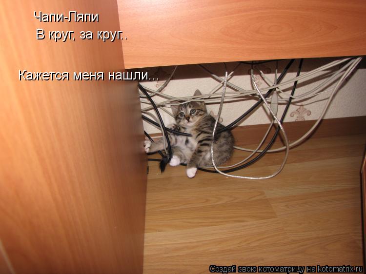 Котоматрица: Чапи-Ляпи В круг, за круг.. Кажется меня нашли...