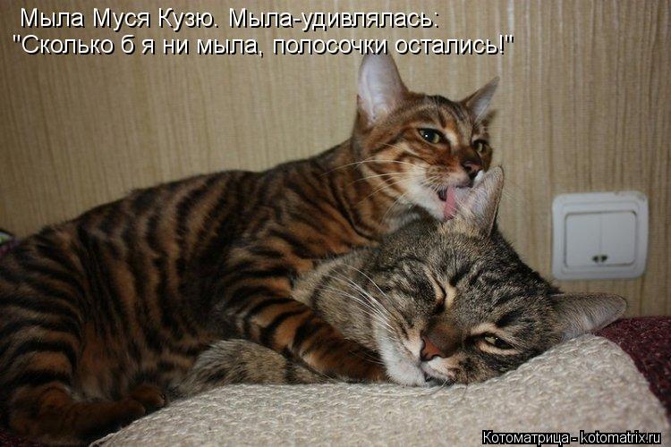 Котоматрица: Мыла Муся Кузю. Мыла-удивлялась: "Сколько б я ни мыла, полосочки остались!"