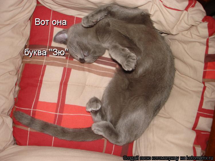 Котоматрица: Вот она буква "Зю"