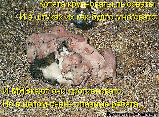 Котята крупноваты,лысоваты. И в штуках их как-будто многовато. И МЯВкают они противновато, Но в целом... Котоматрица: Котята крупноваты,лысоваты. И в штуках их как-будто многовато. И МЯВкают они противновато, Но в целом-очень славные ребята.