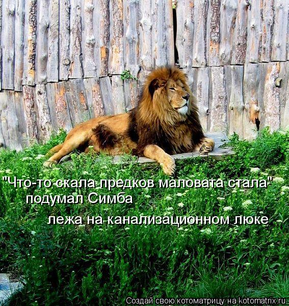 Котоматрица: "Что-то скала предков маловата стала" подумал Симба лежа на канализационном люке