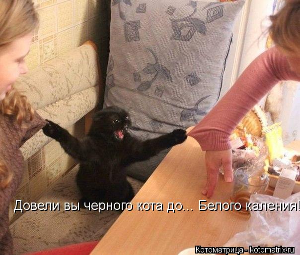 Довели вы черного кота до... Белого каления!... Котоматрица: Довели вы черного кота до... Белого каления!