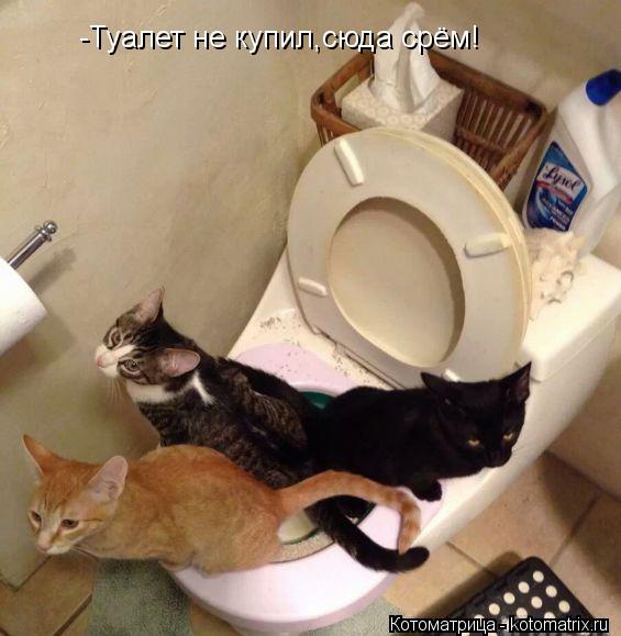 -Туалет не купил,сюда срём!... Котоматрица: -Туалет не купил,сюда срём!
