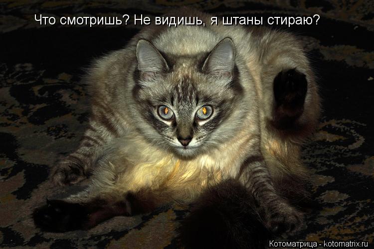 Котоматрица: Что смотришь? Не видишь, я штаны стираю?