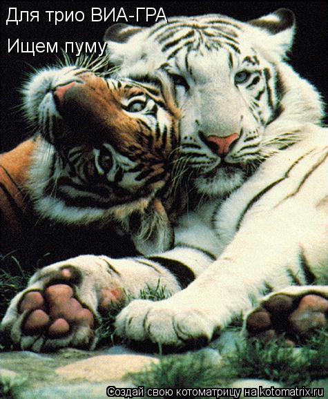 Котоматрица: Для трио ВИА-ГРА Ищем пуму