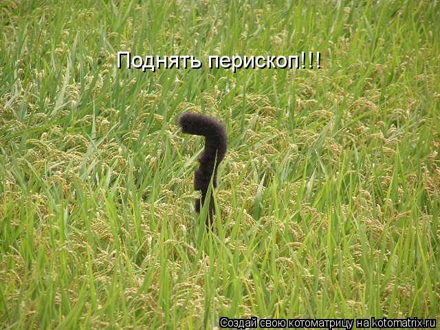 Котоматрица: Поднять перископ!!!