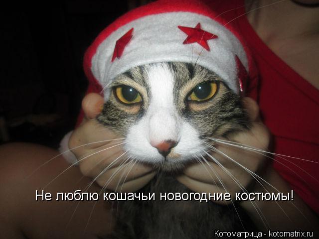 Не люблю кошачьи новогодние костюмы!... Котоматрица: Не люблю кошачьи новогодние костюмы!