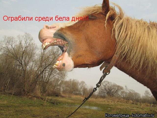 Ограбили среди бела дня!!!... Котоматрица: Ограбили среди бела дня!!!