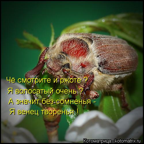 Чё смотрите и ржоте ? Я волосатый очень ? А значит без сомненья - Я венец творенья !... Котоматрица: Чё смотрите и ржоте ? Я волосатый очень ? А значит без сомненья - Я венец творенья !