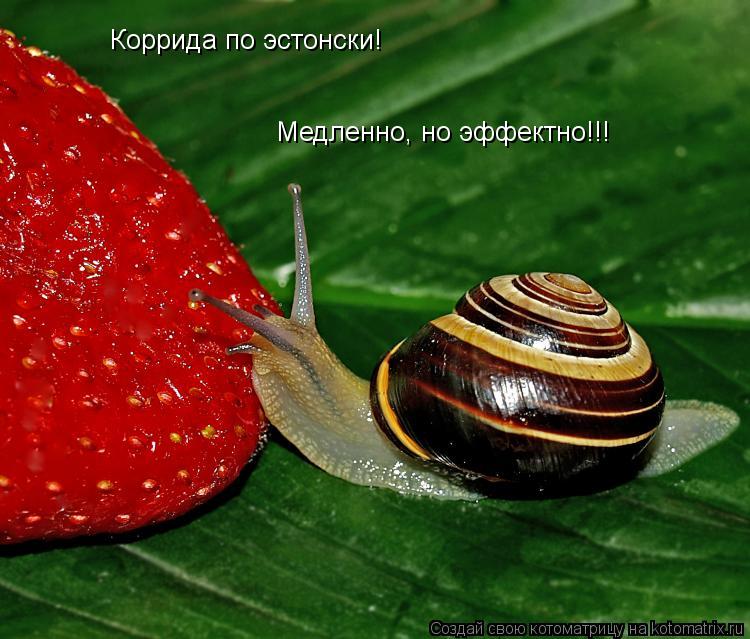 Котоматрица: Коррида по эстонски! Медленно, но эффектно!!!