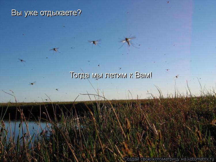 Вы уже отдыхаете? Тогда мы летим к Вам!... Котоматрица: Вы уже отдыхаете? Тогда мы летим к Вам!
