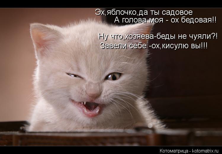 Эх,яблочко,да ты садовое А голова моя - ох бедовая!! Ну что,хозяева-беды не чуяли?! Завели себе -ох,... Котоматрица: Эх,яблочко,да ты садовое А голова моя - ох бедовая!! Ну что,хозяева-беды не чуяли?! Завели себе -ох,кисулю вы!!!