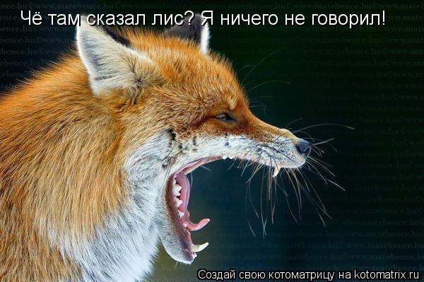 Котоматрица: Чё там сказал лис? Я ничего не говорил! Чё там сказал лис? Я ничего не говорил!