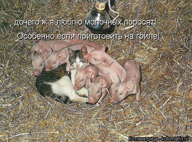 дочего ж я люблю молочных поросят! Особенно если приготовить на гриле!... Котоматрица: дочего ж я люблю молочных поросят! Особенно если приготовить на гриле!