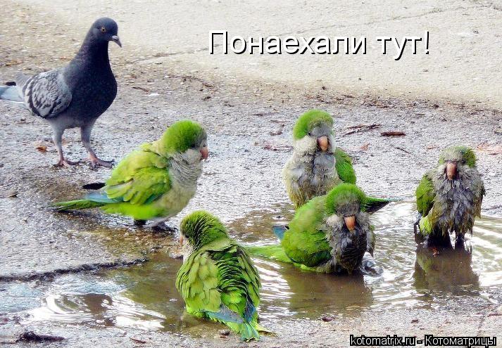 Котоматрица: Понаехали тут!