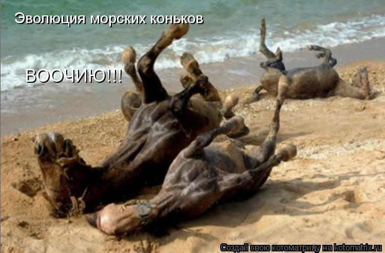 Котоматрица: Эволюция морских коньков ВООЧИЮ!!!