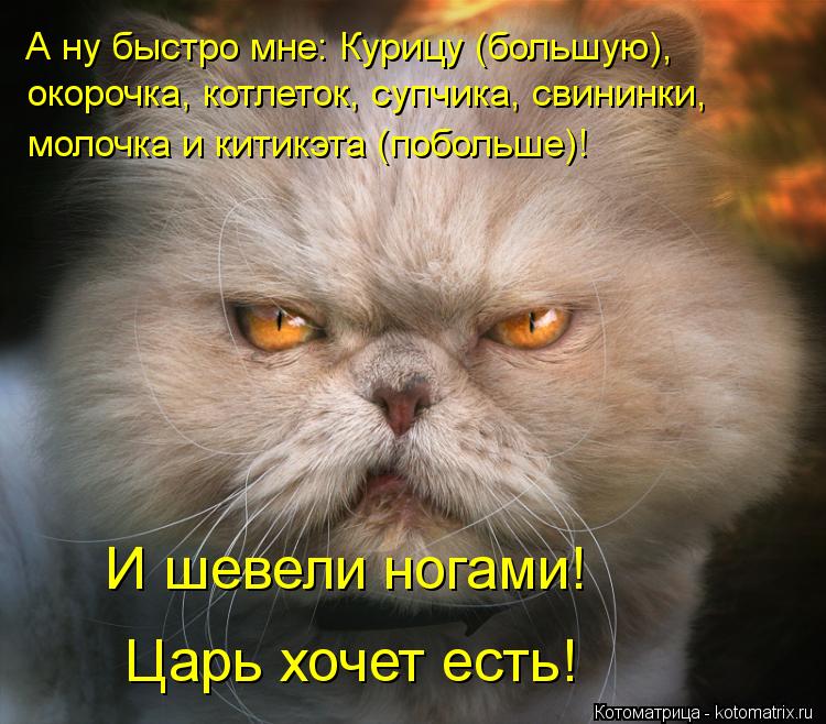 А ну быстро мне: Курицу (большую), молочка и китикэта (побольше)! окорочка, котлеток, супчика, свинин... Котоматрица: А ну быстро мне: Курицу (большую), молочка и китикэта (побольше)! окорочка, котлеток, супчика, свининки, И шевели ногами! Царь хочет есть!