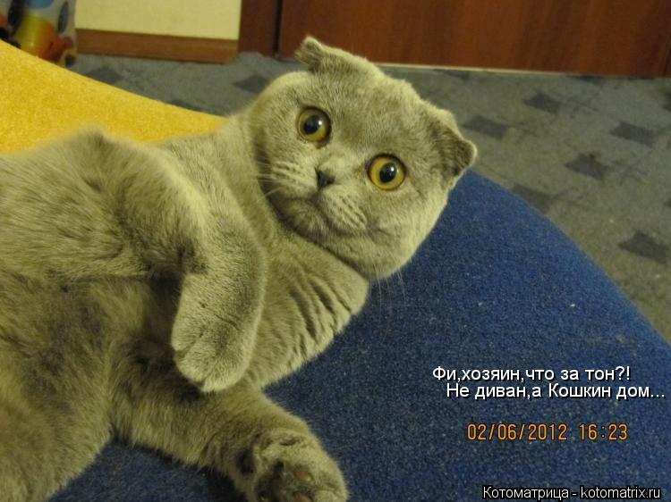 Фи,хозяин,что за тон?! Не диван,а Кошкин дом...... Котоматрица: Фи,хозяин,что за тон?! Не диван,а Кошкин дом...