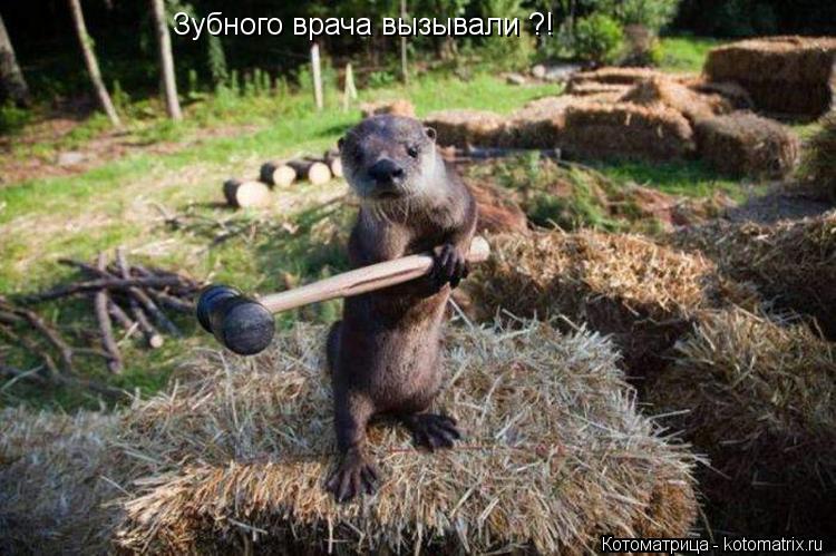 Котоматрица: Зубного врача вызывали ?!