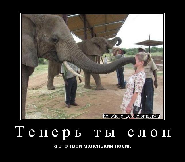 Теперь ты слон а это твой маленький носик... Котоматрица: Теперь ты слон а это твой маленький носик