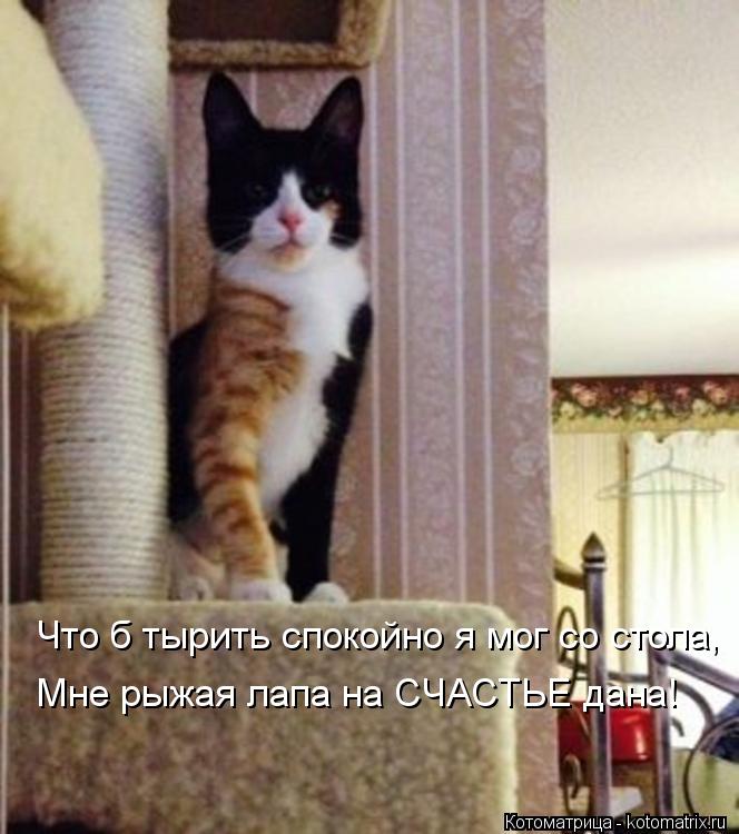 Что б тырить спокойно я мог со стола, Мне рыжая лапа на СЧАСТЬЕ дана!... Котоматрица: Что б тырить спокойно я мог со стола, Мне рыжая лапа на СЧАСТЬЕ дана!