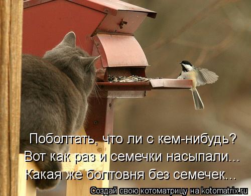 Поболтать, что ли с кем-нибудь? Вот как раз и семечки насыпали... Какая же болтовня без семечек... Котоматрица: Поболтать, что ли с кем-нибудь? Вот как раз и семечки насыпали... Какая же болтовня без семечек...