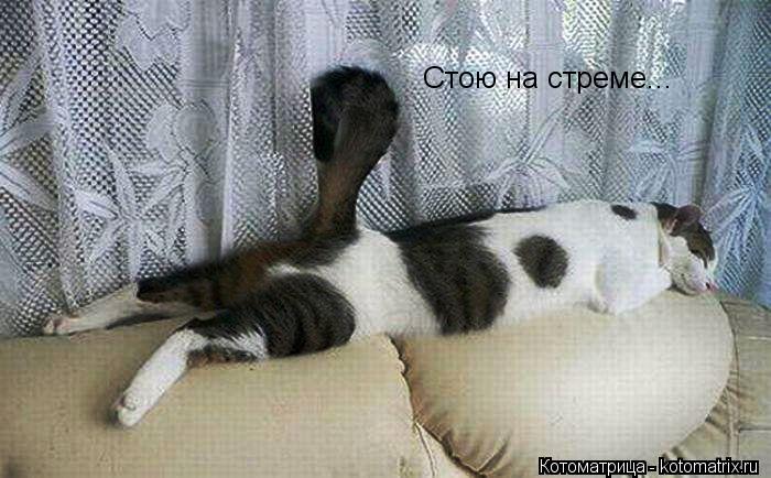 Стою на стреме...... Котоматрица: Стою на стреме...