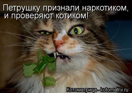 Петрушку признали наркотиком, и проверяют котиком!... Котоматрица: Петрушку признали наркотиком, и проверяют котиком!