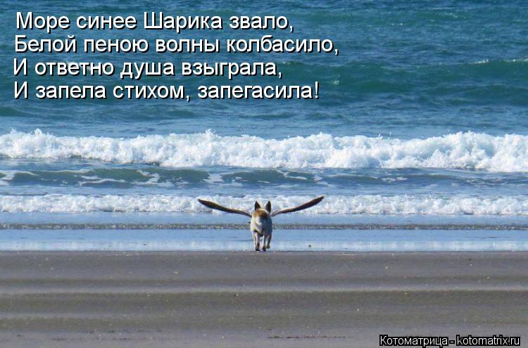 Котоматрица: Море синее Шарика звало, Белой пеною волны колбасило, И ответно душа взыграла, И запела стихом, запегасила!