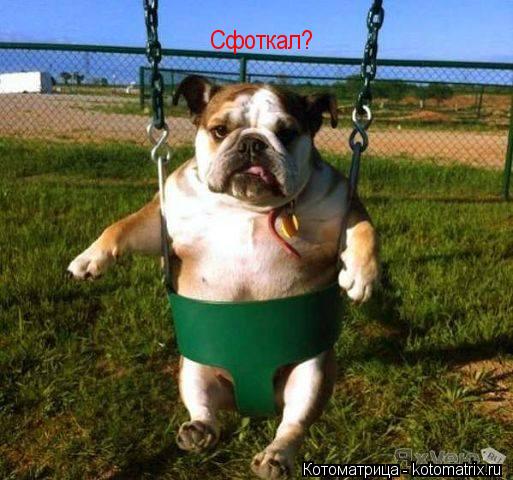 Сфоткал?... Котоматрица: Сфоткал?