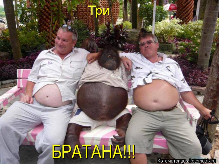 Три БРАТАНА!!!... Котоматрица: Три БРАТАНА!!!