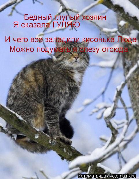 Бедный глупый хозяин И чего все заладили кисонька Люда Я сказала ГУЛЯЮ Можно подумать я слезу отсюда... Котоматрица: Бедный глупый хозяин И чего все заладили кисонька Люда Я сказала ГУЛЯЮ Можно подумать я слезу отсюда