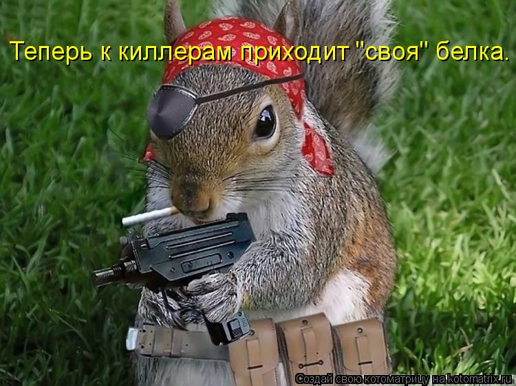 Теперь к киллерам приходит "своя" белка.... Котоматрица: Теперь к киллерам приходит "своя" белка.