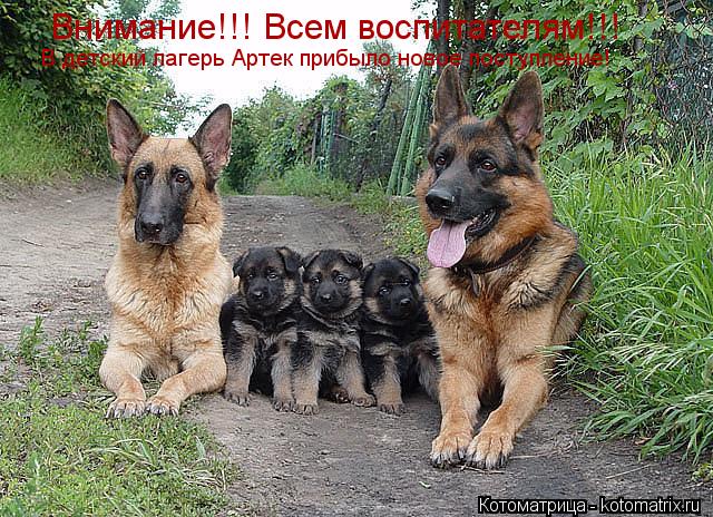 Внимание!!! Всем воспитателям!!! В детский лагерь Артек прибыло новое поступление!... Котоматрица: Внимание!!! Всем воспитателям!!! В детский лагерь Артек прибыло новое поступление!