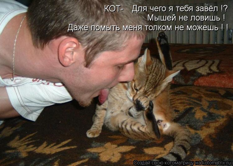 Котоматрица: Для чего я тебя завёл !? Мышей не ловишь !  Даже помыть меня толком не можешь ! !  КОТ-