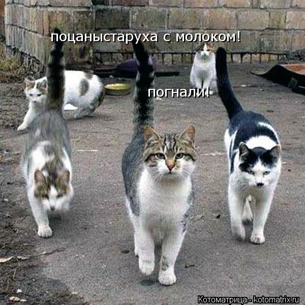 поцаныстаруха с молоком! погнали!... Котоматрица: поцаныстаруха с молоком! погнали!