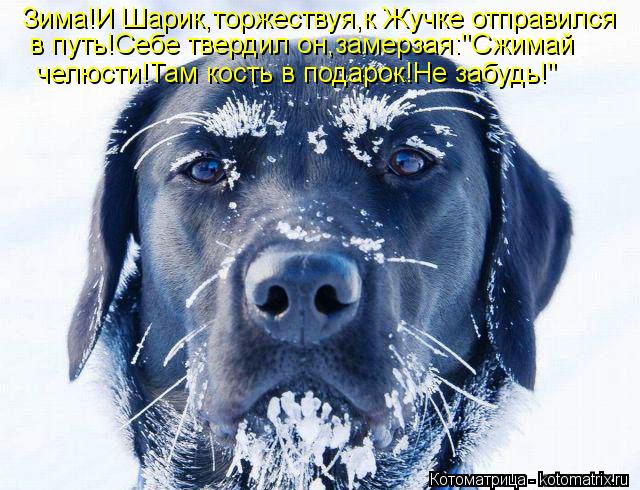 Зима!И Шарик,торжествуя,к Жучке отправился в путь!Себе твердил он,замерзая:"Сжимай челюсти!Там кость ... Котоматрица: Зима!И Шарик,торжествуя,к Жучке отправился в путь!Себе твердил он,замерзая:"Сжимай челюсти!Там кость в подарок!Не забудь!"