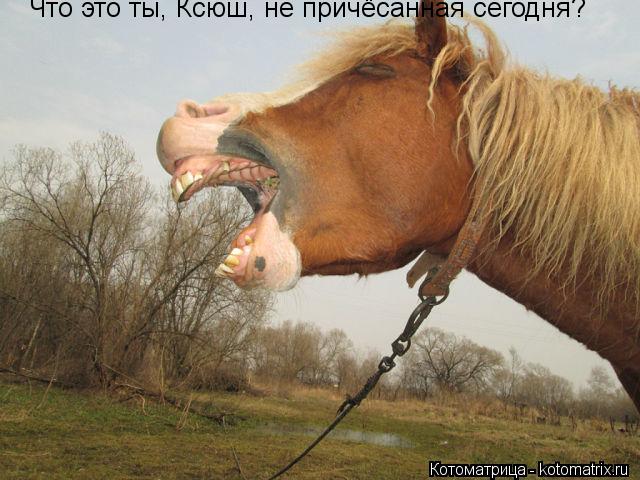 Что это ты, Ксюш, не причёсанная сегодня?... Котоматрица: Что это ты, Ксюш, не причёсанная сегодня?