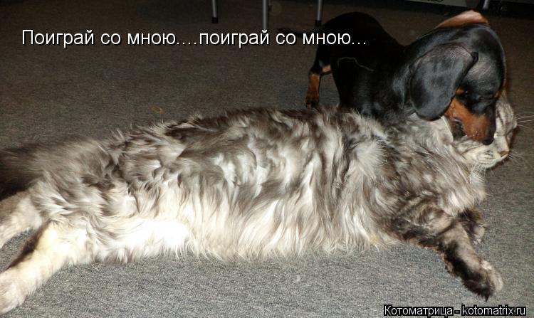 Поиграй со мною....поиграй со мною...... Котоматрица: Поиграй со мною....поиграй со мною...
