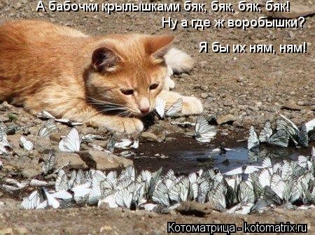 А бабочки крылышками бяк, бяк, бяк, бяк! Ну а где ж воробышки? Я бы их ням, ням!... Котоматрица: А бабочки крылышками бяк, бяк, бяк, бяк! Ну а где ж воробышки? Я бы их ням, ням!