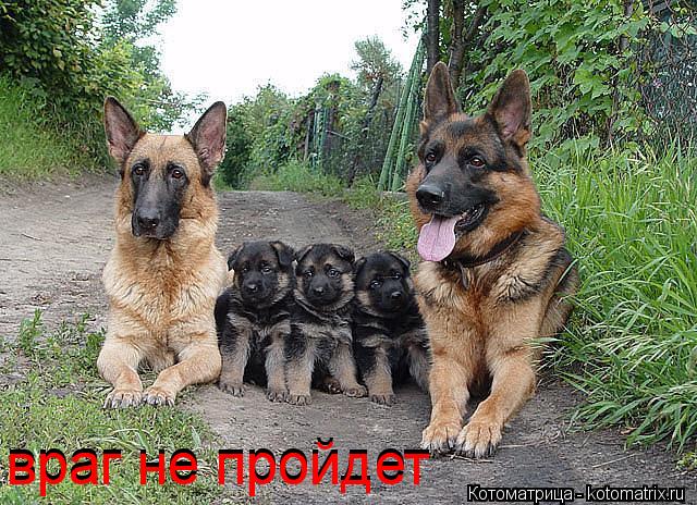 Котоматрица: враг не пройдет враг не пройдет