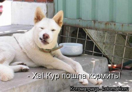 - Ха! Кур пошла кормить!... Котоматрица: - Ха! Кур пошла кормить!