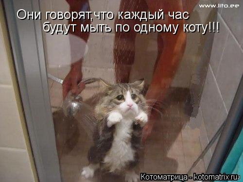 Они говорят,что каждый час будут мыть по одному коту!!!... Котоматрица: Они говорят,что каждый час будут мыть по одному коту!!!