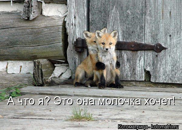 Котоматрица: А что я? Это она молочка хочет!