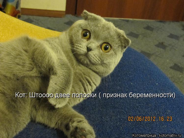 Кот: Штоооо двее полоски ( признак беременности)... Котоматрица: Кот: Штоооо двее полоски ( признак беременности)