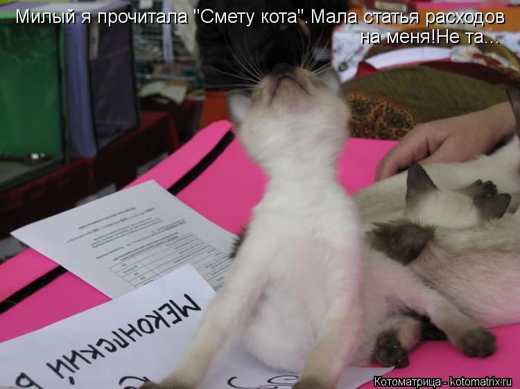 Милый я прочитала "Смету кота".Мала статья расходов на меня!Не та...... Котоматрица: Милый я прочитала "Смету кота".Мала статья расходов на меня!Не та...