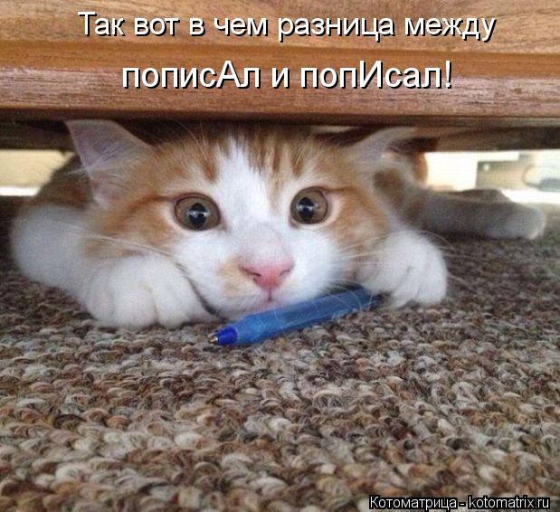 Котоматрица: Так вот в чем разница между  пописАл и попИсал!