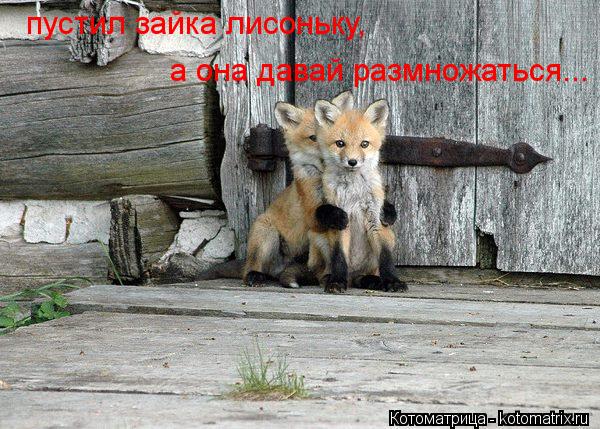 Котоматрица: пустил зайка лисоньку, а она давай размножаться...