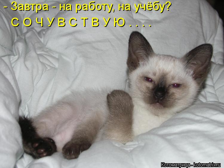 Котоматрица: - Завтра - на работу, на учёбу? С О Ч У В С Т В У Ю . . . .