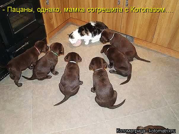 - Пацаны, однако, мамка согрешила с Котолазом....... Котоматрица: - Пацаны, однако, мамка согрешила с Котолазом....